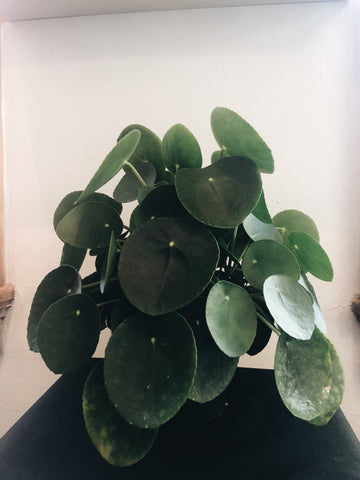 Pilea Peperomioides