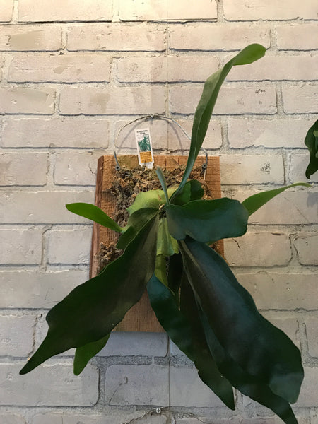 Mounted Staghorn