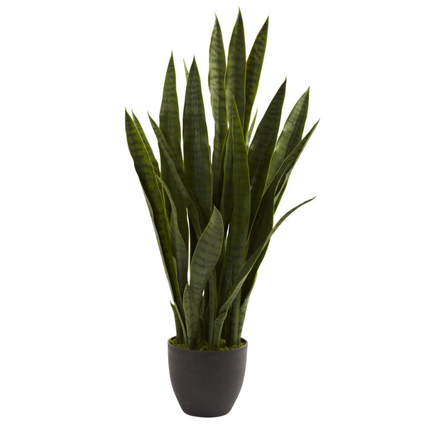 6 inch plant