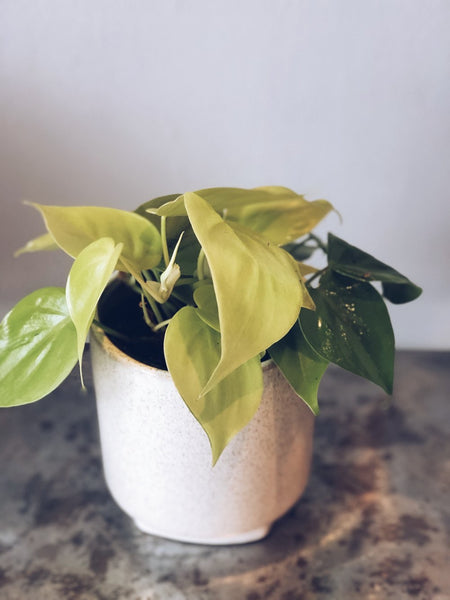 A tropical plant in a 4" ceramic pot