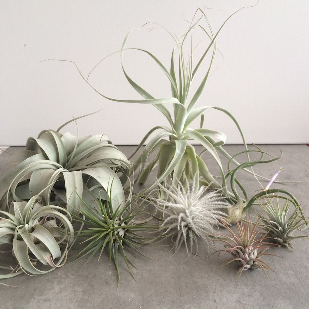 Air plants