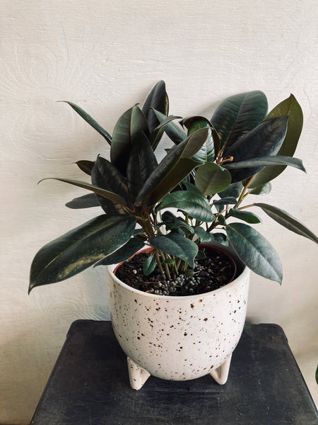 A tropical plant in a 6” ceramic pot