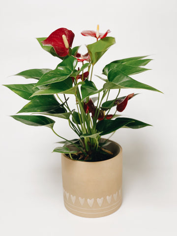 Flowering Anthurium plant in a heart pot