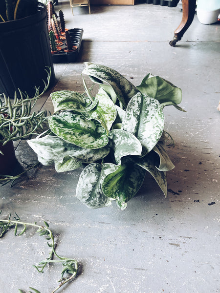 Scindapsus Pictus “Silver Satin” Pothos - 6 inch liner