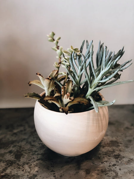 A Succulent in a 4” pot