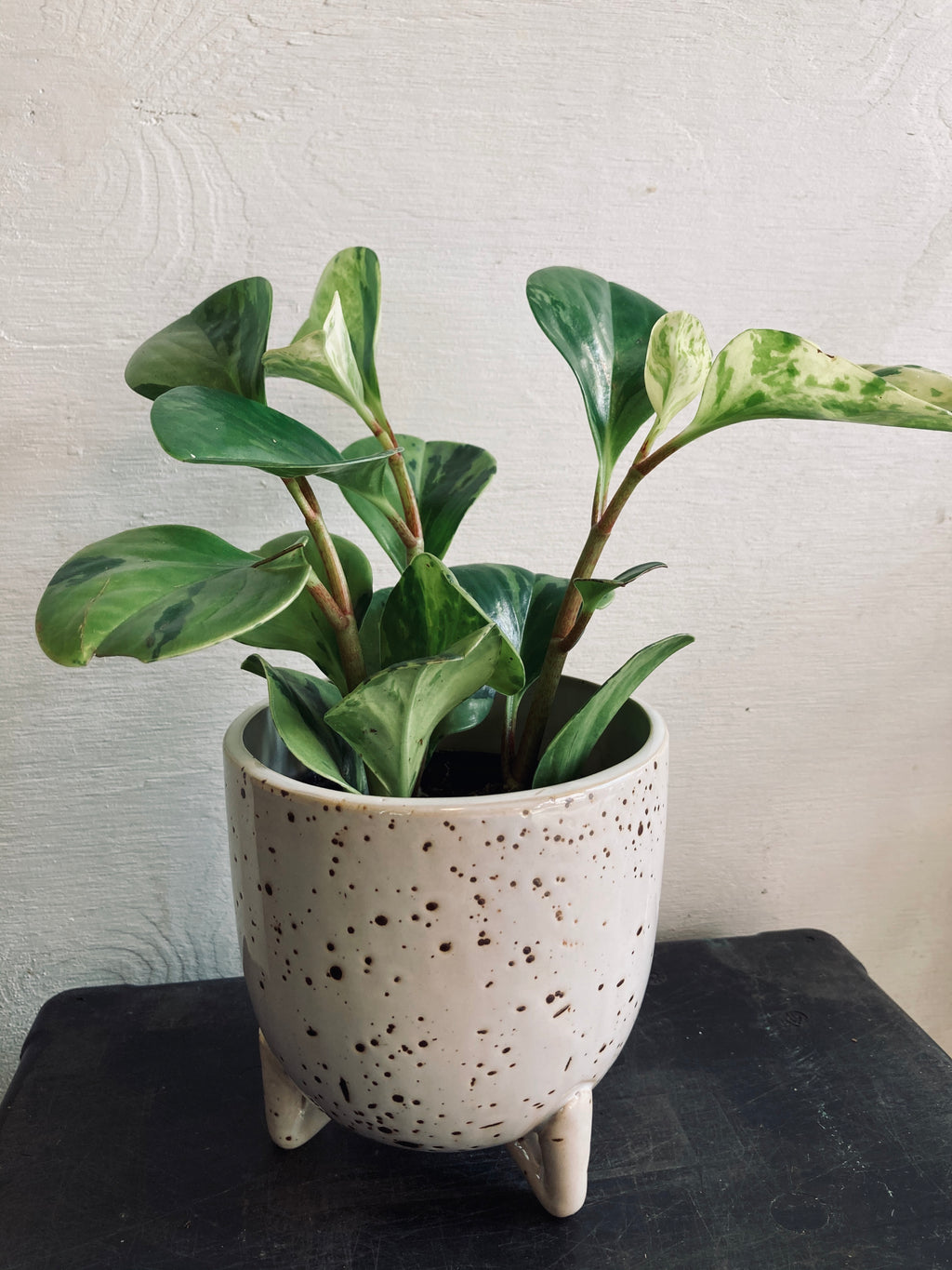 A tropical plant in a 4" ceramic pot