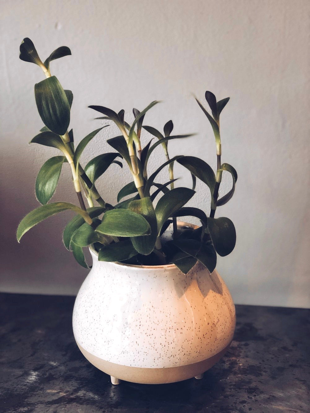 A tropical plant in a 4" ceramic pot