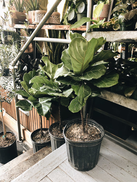 Fiddle Leaf Fig (Ficus Lyrata)