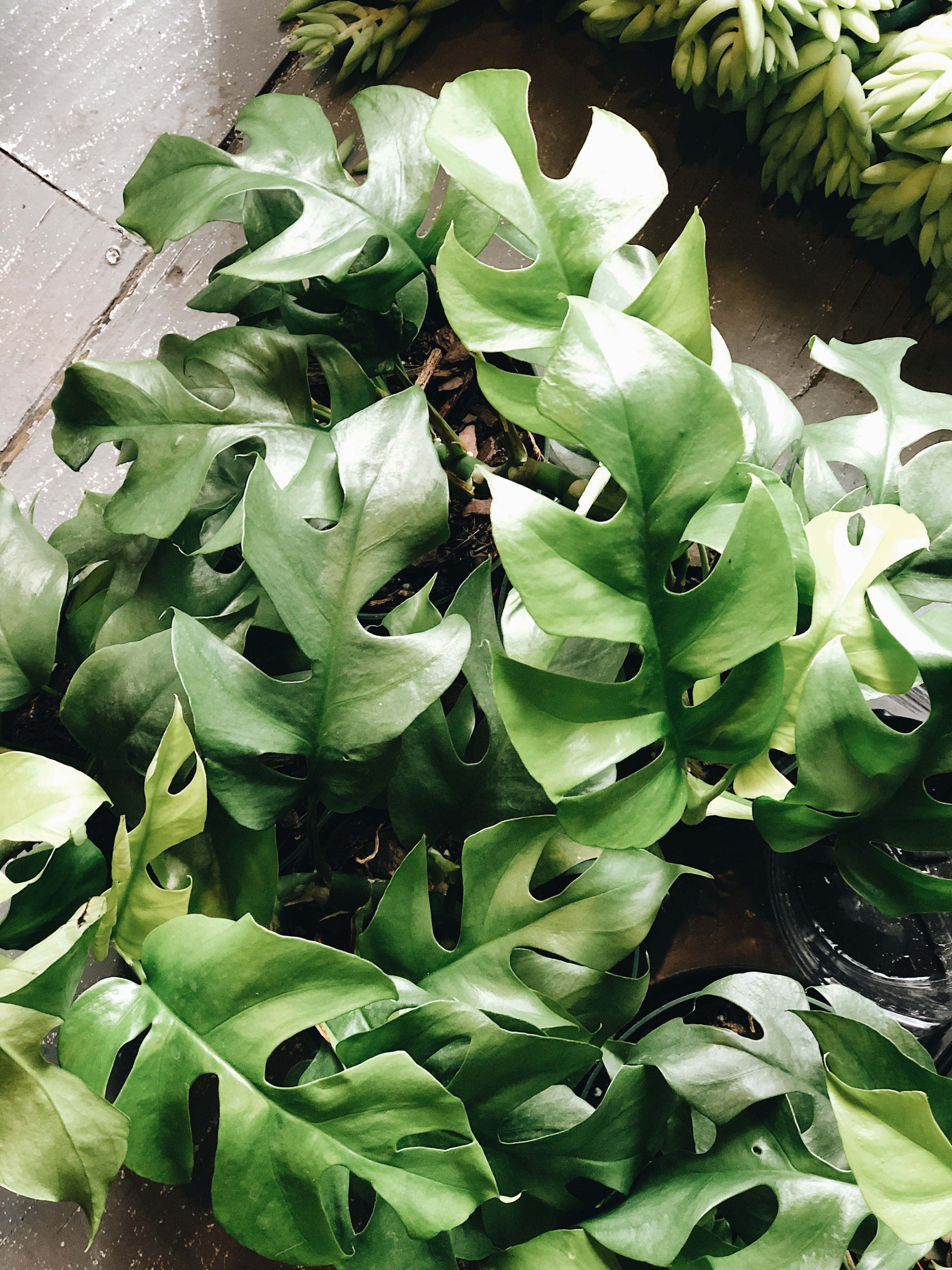 Rhaphidophora tetrasperma 6”