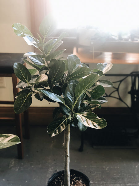 Ficus Audrey 8”-10” liner