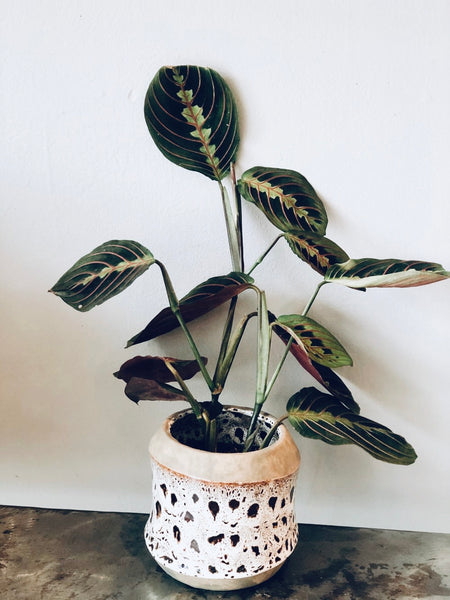 A tropical plant in a 4" ceramic pot