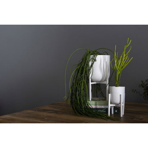 Mallow plant stand