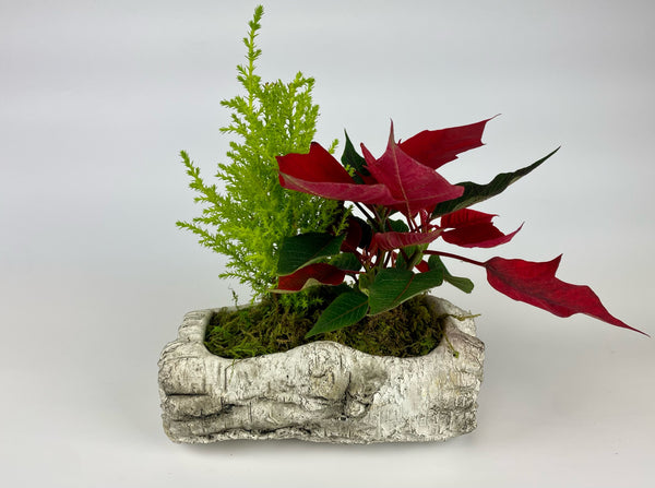 Christmas planters