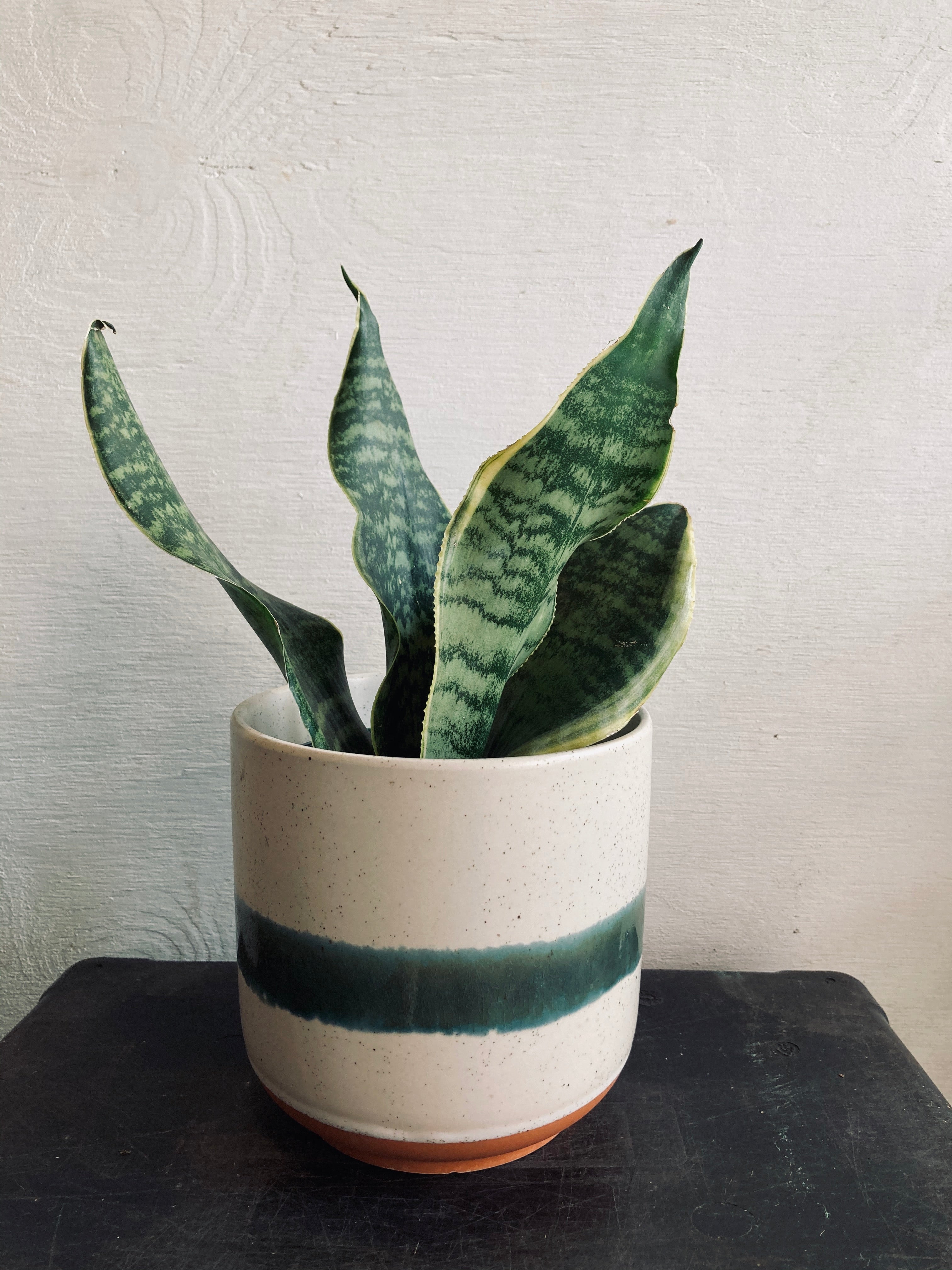 A tropical plant in a 4" ceramic pot
