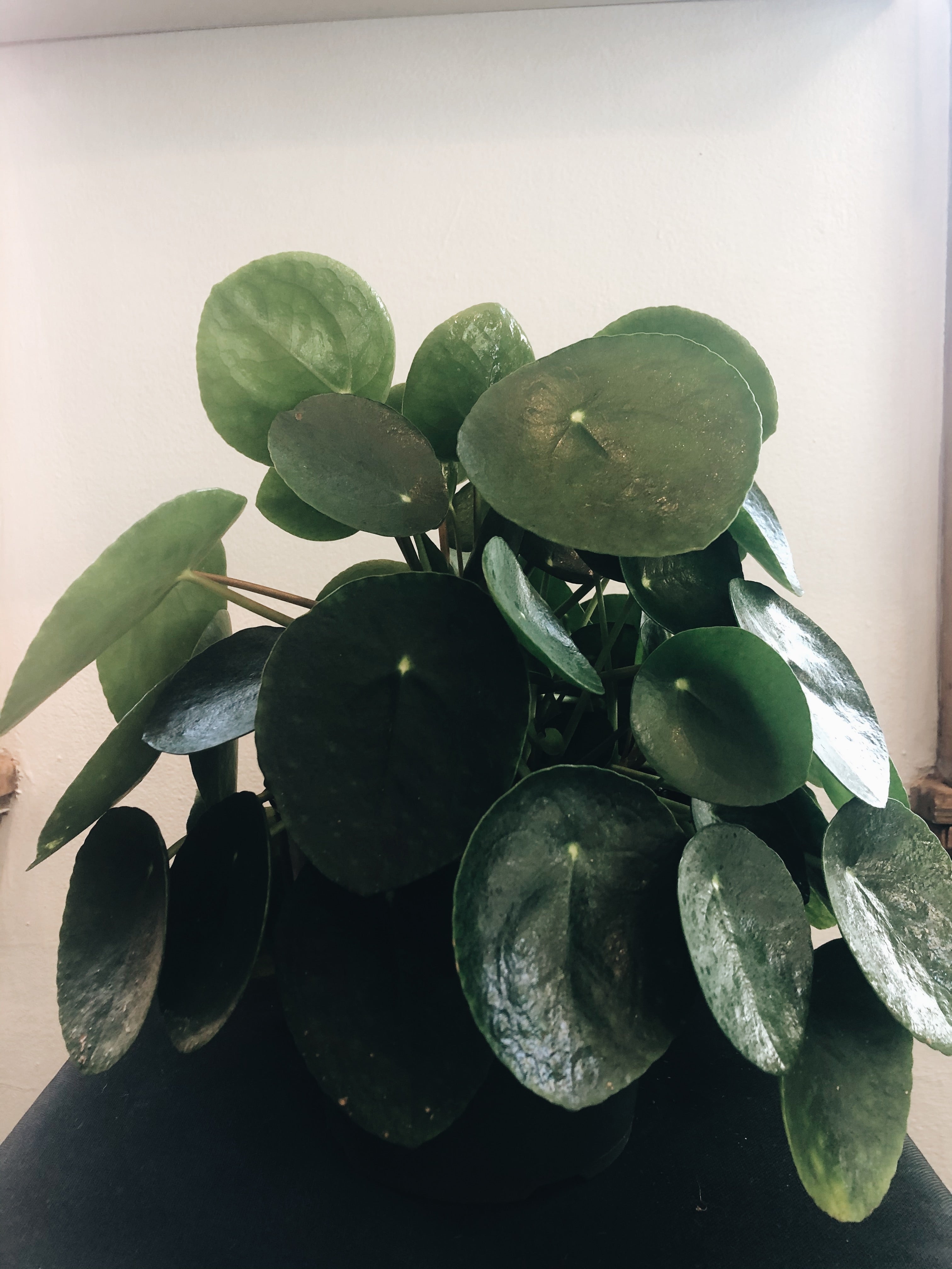 Pilea Peperomioides
