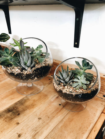 Succulent Garden Potting class - Jan 16, 2023