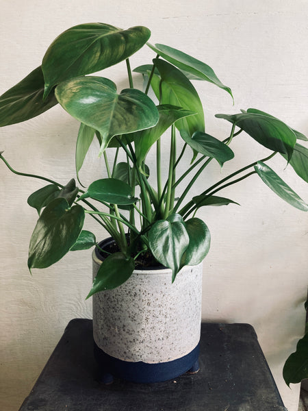 A tropical plant in a 6” ceramic pot