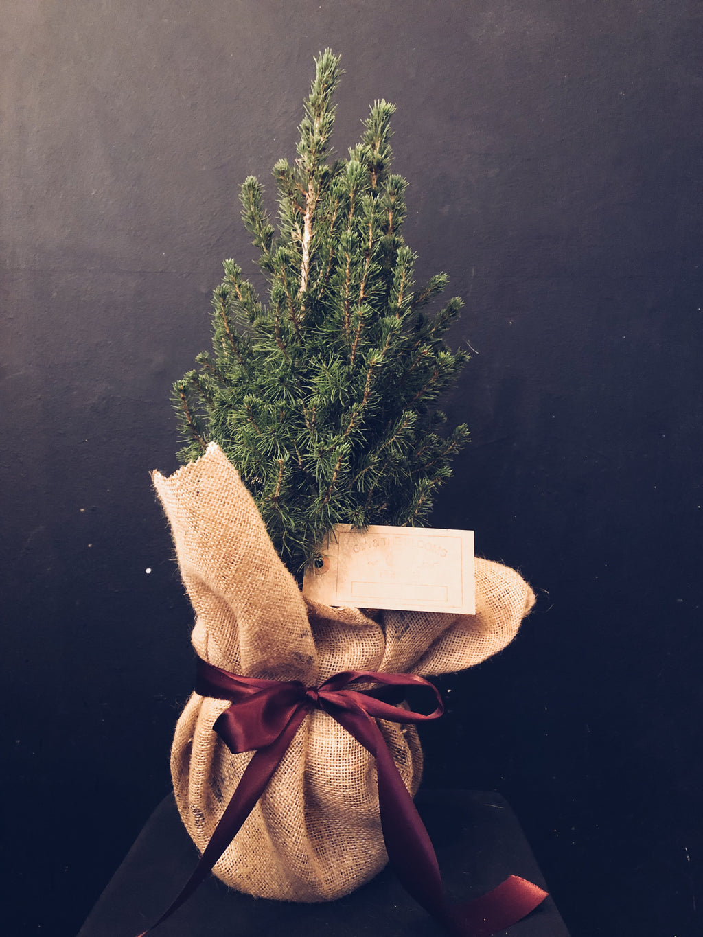 A live potted Christmas tree
