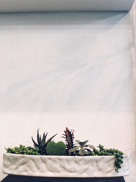 Planted terrarium
