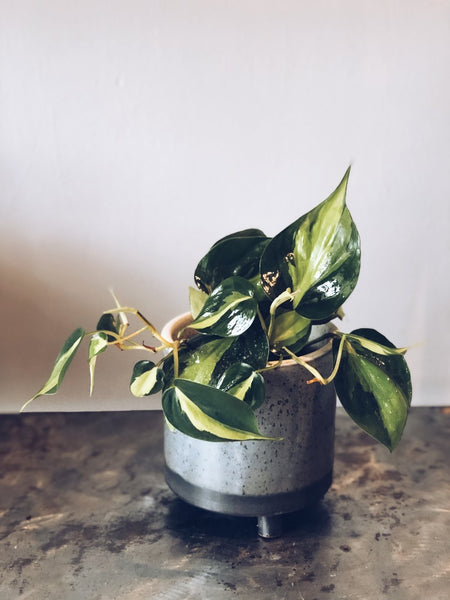 A tropical plant in a 6” ceramic pot