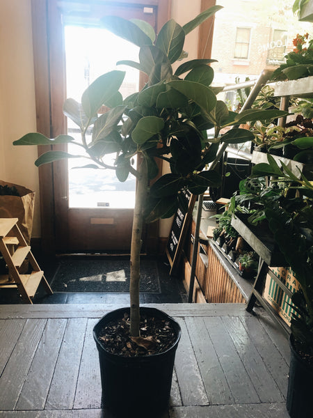 Ficus Audrey 8”-10” liner