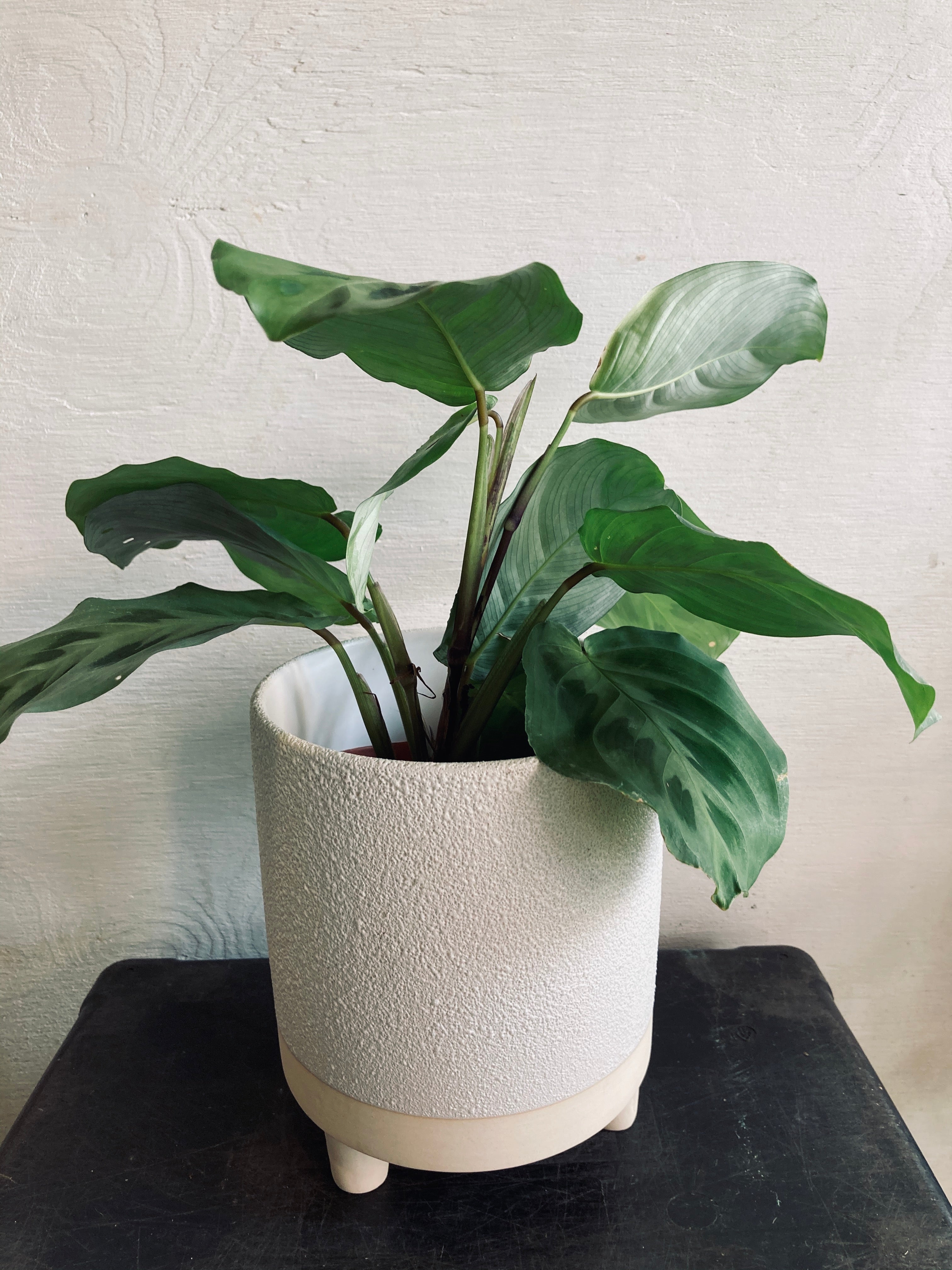indoor plant pots extra large A tropical plant in a 4" ceramic pot – GIA AND THE BLOOMS
