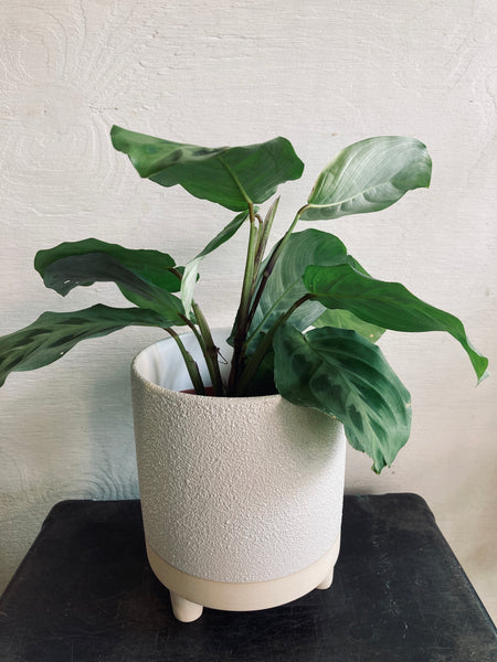 A tropical plant in a 4" ceramic pot