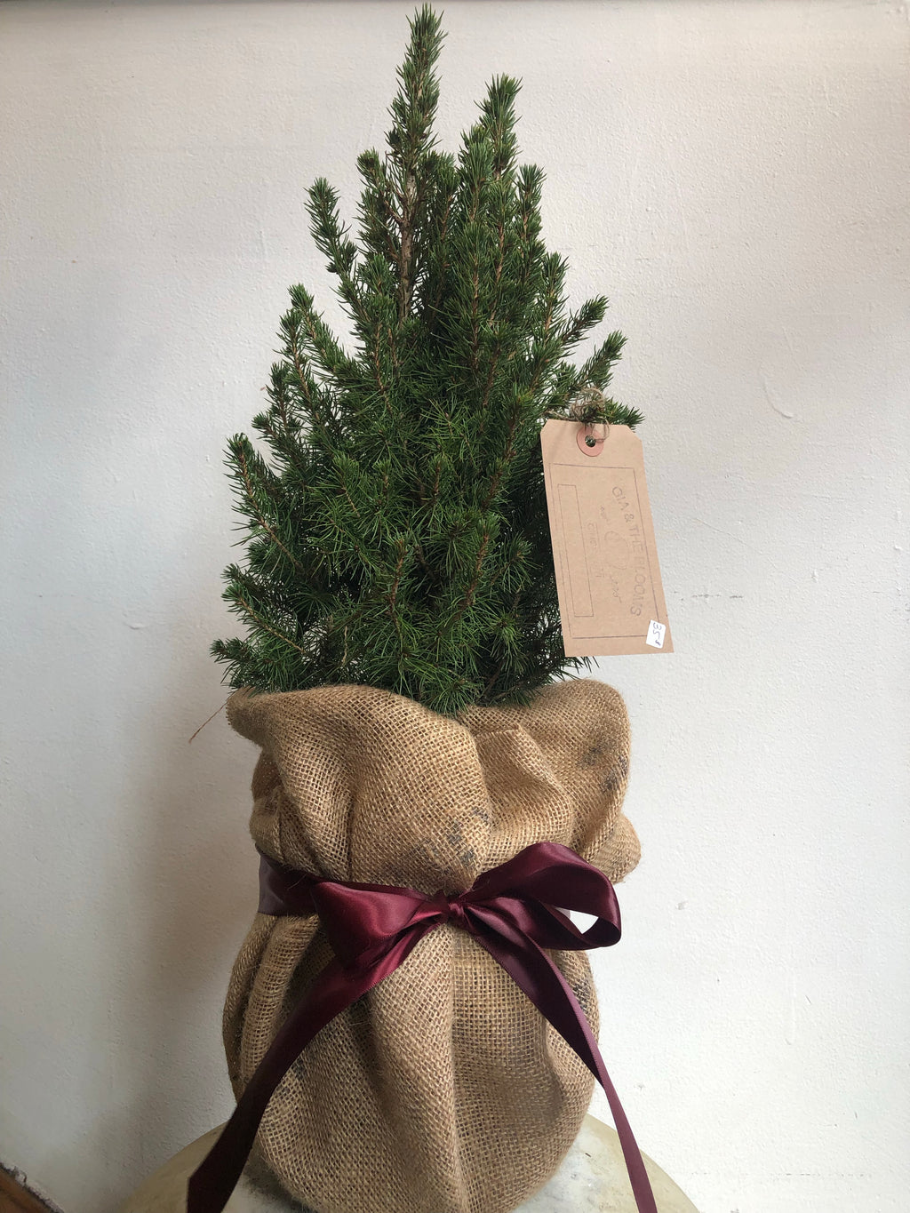 A live potted Christmas tree