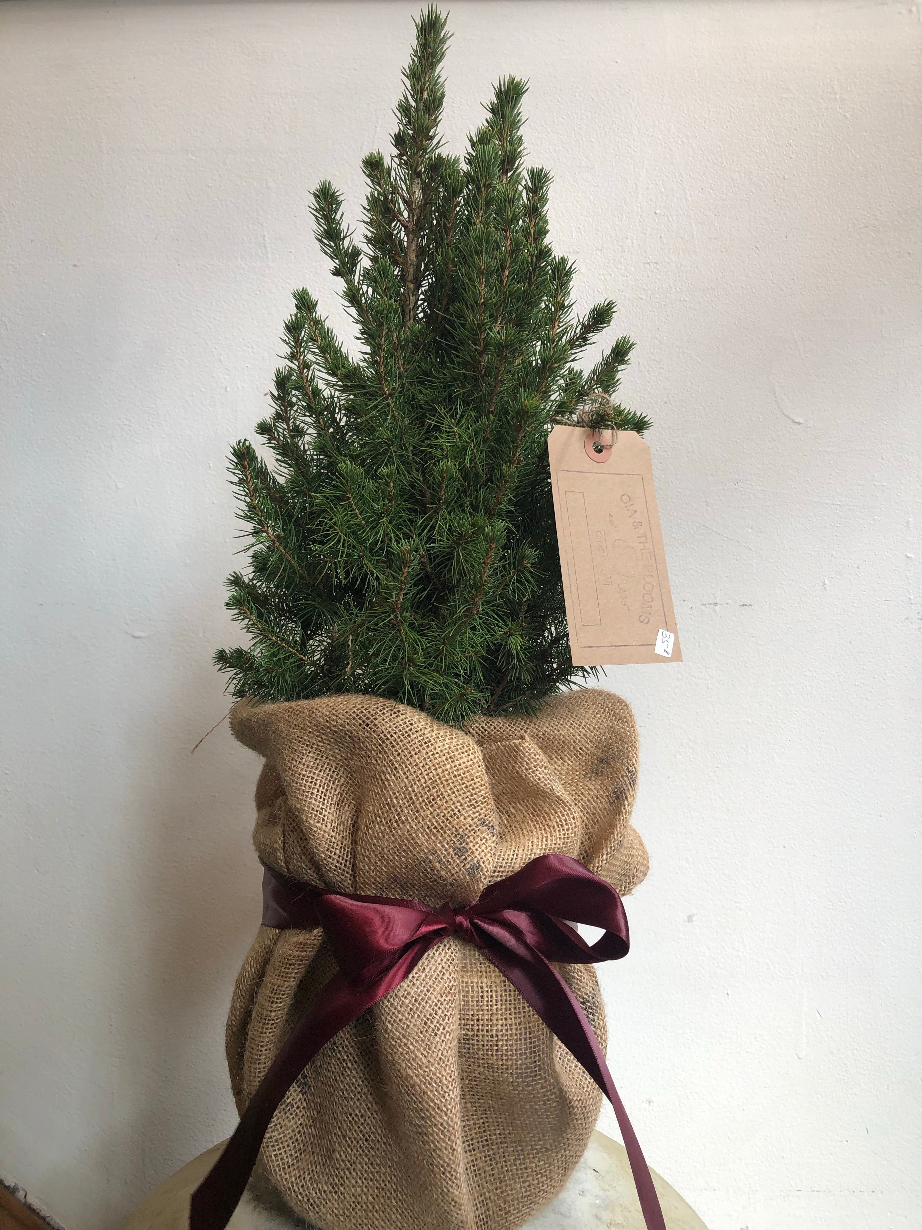 A live potted Christmas tree