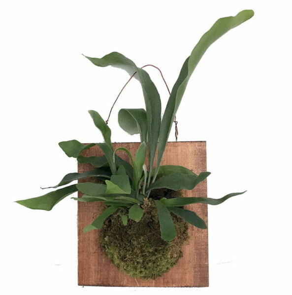 Mounted Staghorn Fern