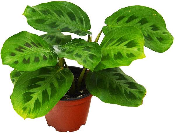 Maranta leuconeura (Prayer Plant)