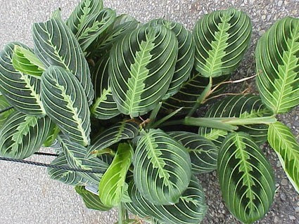 Maranta leuconeura (Prayer Plant)