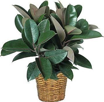 Rubber Leaf Plant (Ficus Elastica) - Burgundy