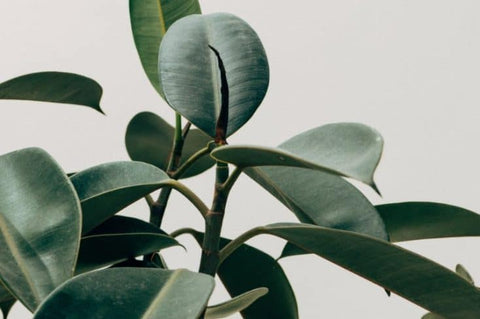 Rubber Leaf Plant (Ficus Elastica) - Burgundy