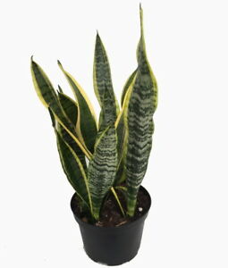 Sansevieria (Snake Plant)