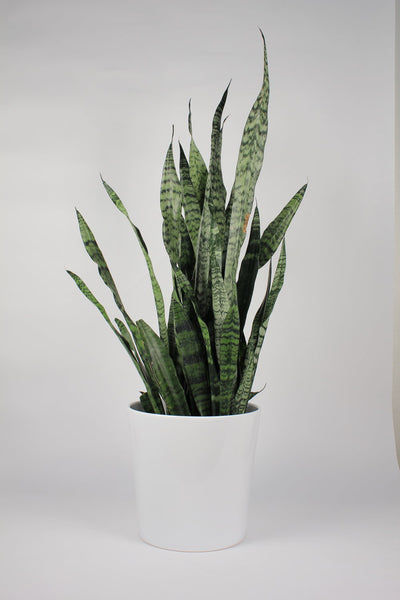 Sansevieria (Snake Plant)