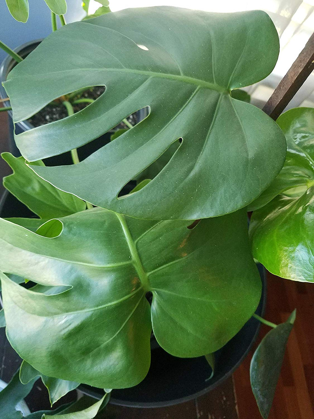 Monstera Deliciosa ( Split Leaf Monstera)