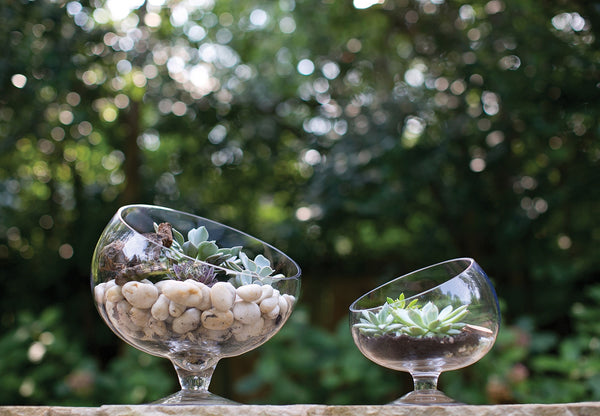 Succulent Garden Potting class - Jan 16, 2023