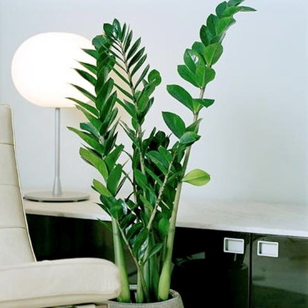 Zamioculcas zamiifolia (ZZ Plant )