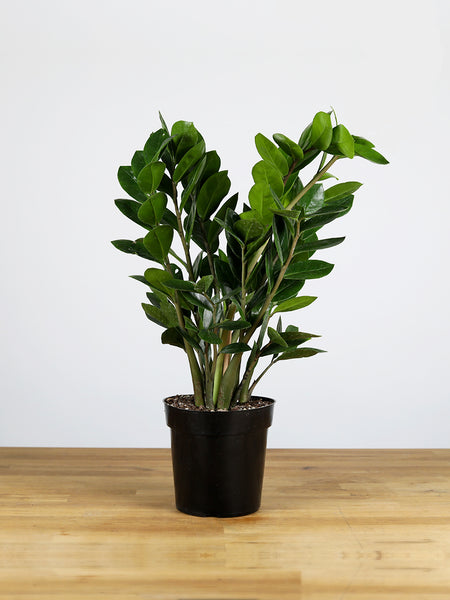 Zamioculcas zamiifolia (ZZ Plant )